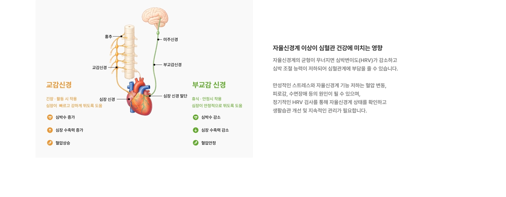 [교감 신경] 긴장·활동 시 작용 심박수 증가 심장 수축력 증가 혈압상승 [부교감 신경] 휴식·안정시 작용 심박수 감소 심장 수축력 감소 혈압안정 [자율신경계 이상이 심혈관 건강에 미치는 영향]